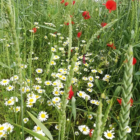 Lichte Zum Wohlfuehlen Bastheim